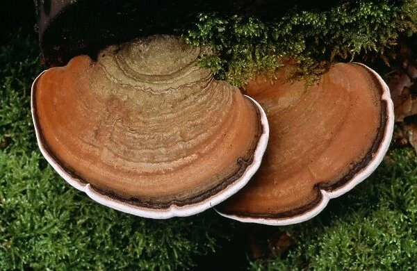 Artist's Palate Fungus