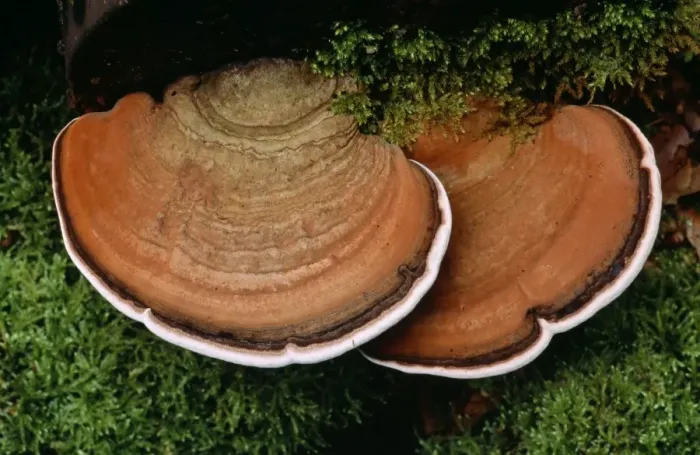 Framed Print : Artist's Palate Fungus Framed Print : Artist's Palate Fungus