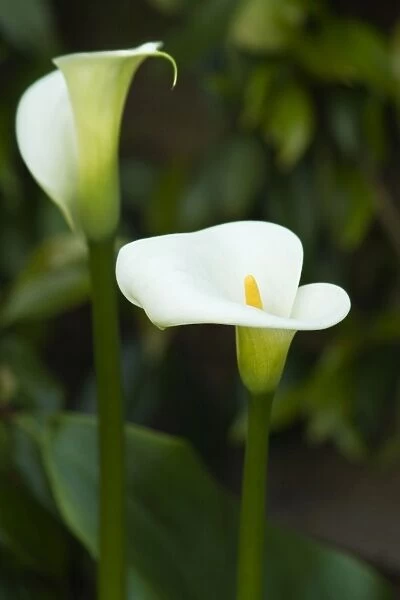 Arum lillies - tuberous perennials grown for their leaves and trumpet like flowers