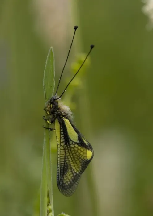 Framed Print : Ascalaphid (related to lacewings) roosting, at dawn. Predatory insect Framed Print : Ascalaphid (related to lacewings) roosting, at dawn. Predatory insect