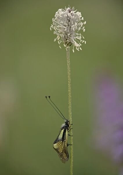 Ascalaphid (related to lacewings) roosting on hoary plantain, at dawn. Predatory insect