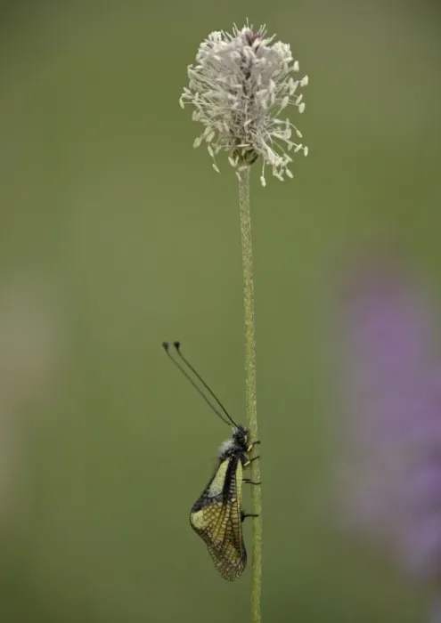 Framed Print : Ascalaphid (related to lacewings) roosting on hoary plantain, at dawn. Predatory insect Framed Print : Ascalaphid (related to lacewings) roosting on hoary plantain, at dawn. Predatory insect