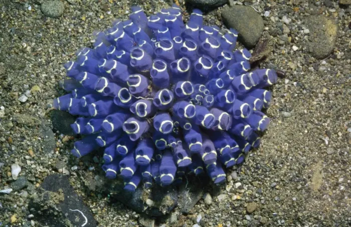 Framed Print : Ascidians Indonesia Framed Print : Ascidians Indonesia