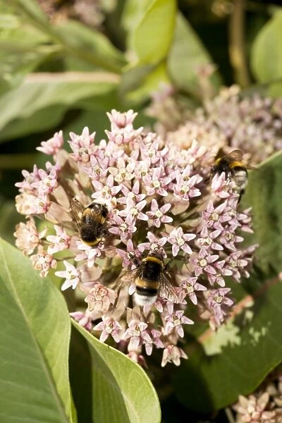 Asclepias syriaca - a milkweed, commonly grown in gardens. With visiting bumble-bees