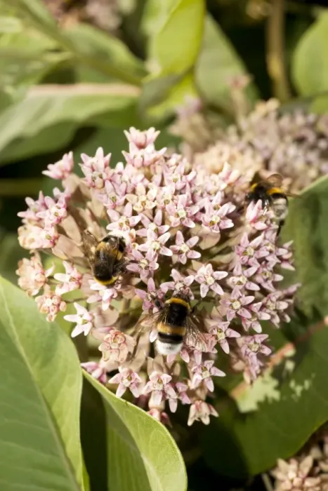 Framed Print : Asclepias syriaca - a milkweed, commonly grown in gardens. With visiting bumble-bees Framed Print : Asclepias syriaca - a milkweed, commonly grown in gardens. With visiting bumble-bees