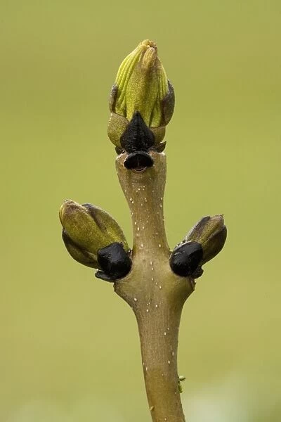 Ash (Fraxinus excelsior) twig with buds just breaking. UK