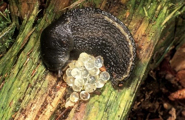 Ash Grey Slug Curled up with eggs, UK