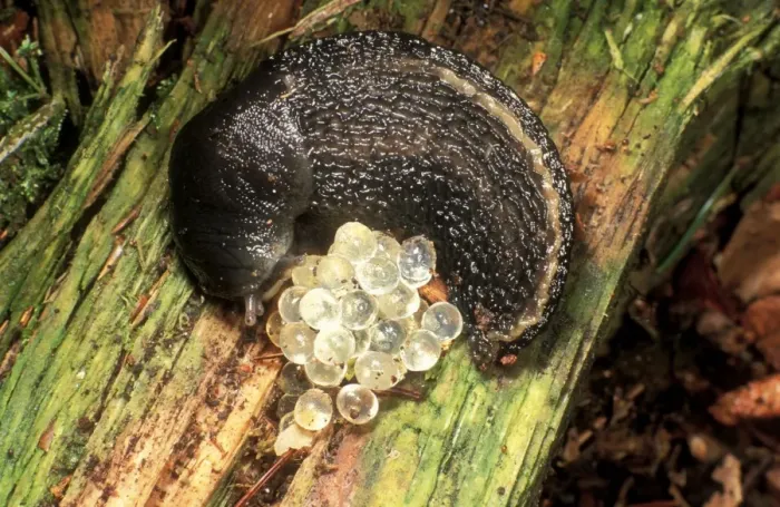 Framed Print : Ash Grey Slug Curled up with eggs, UK Framed Print : Ash Grey Slug Curled up with eggs, UK