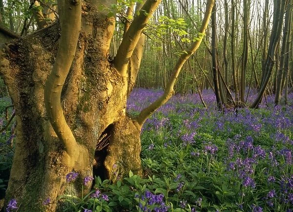 Ash Tree - ancient ash stool in bluebell wood North Downs, Kent, UK