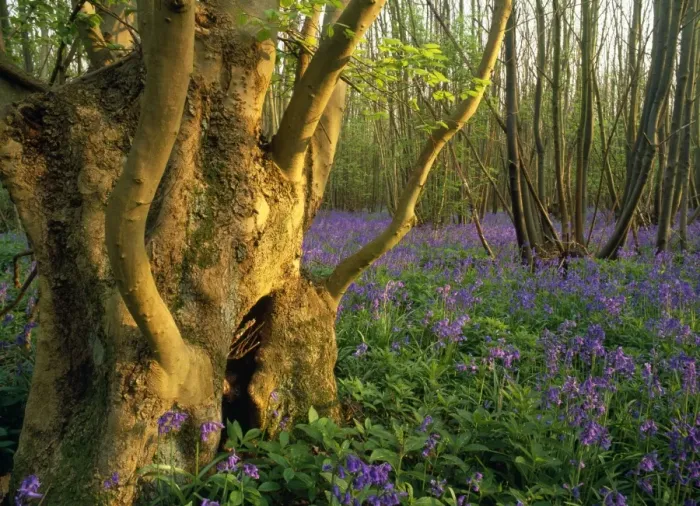 Framed Print : Ash Tree - ancient ash stool in bluebell wood North Downs, Kent, UK Framed Print : Ash Tree - ancient ash stool in bluebell wood North Downs, Kent, UK