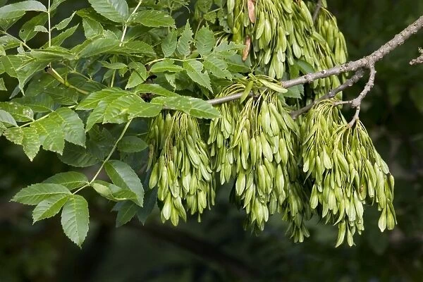 Ash Tree - cloe-up of leaves and fruit