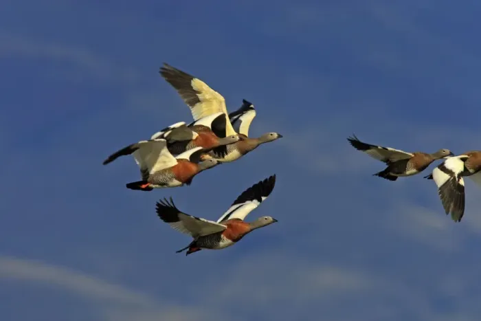 Framed Print : Ashy-headed Goose - flock in flight. Magallanes Peninsula - Patagonia - Argentina