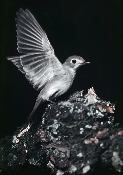Asian Brown Flycatcher - photogaraphed in Russia. Breads in Japan, Eastern Siberia & the Himalayas