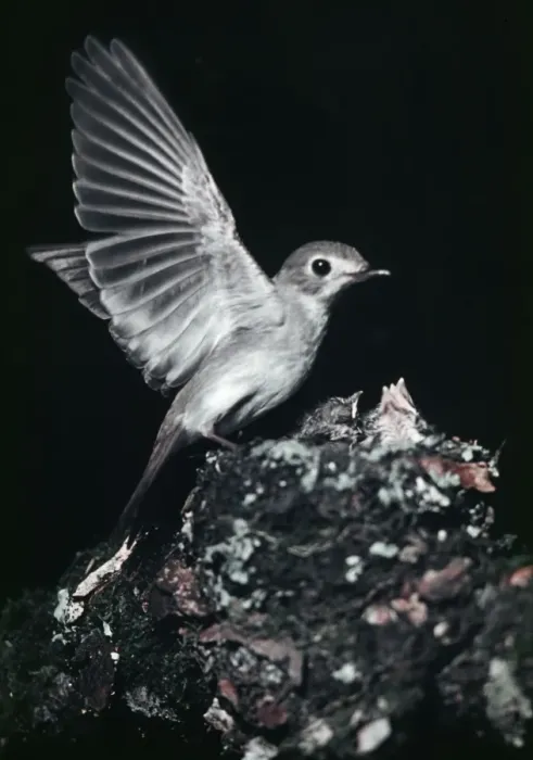 Framed Print : Asian Brown Flycatcher - photogaraphed in Russia. Breads in Japan, Eastern Siberia & the Himalayas Framed Print : Asian Brown Flycatcher - photogaraphed in Russia. Breads in Japan, Eastern Siberia & the Himalayas