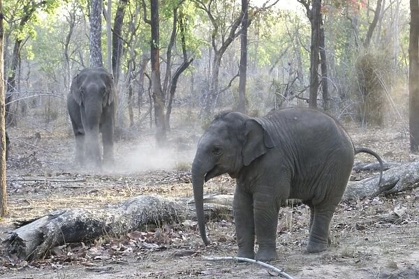 Asian elephant - calf with adult Bandhavgarh NP India