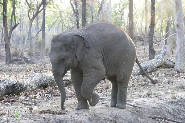 Asian elephant - calf Bandhavgarh NP India