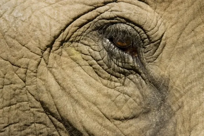 Framed Print : Asian Elephant - Close-up of eye Framed Print : Asian Elephant - Close-up of eye
