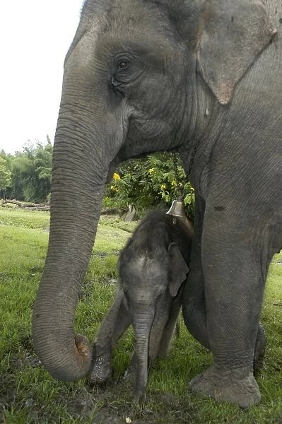 Asian Elephant, Domestic mother and calf 3 days old. India