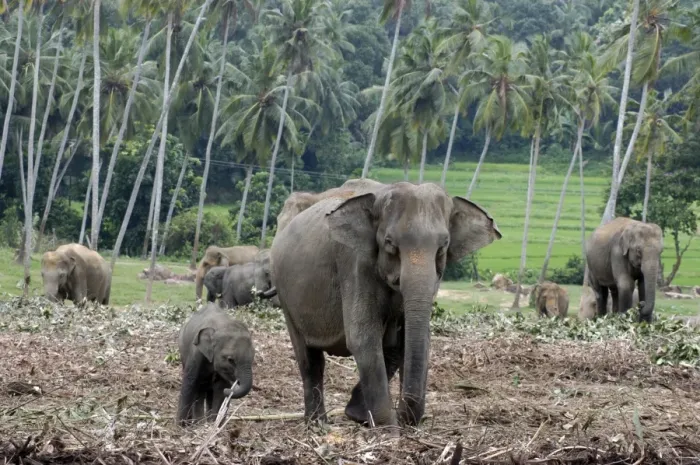 Framed Print : Asian Elephant: farm crops beyond, Sri Lanka Framed Print : Asian Elephant: farm crops beyond, Sri Lanka