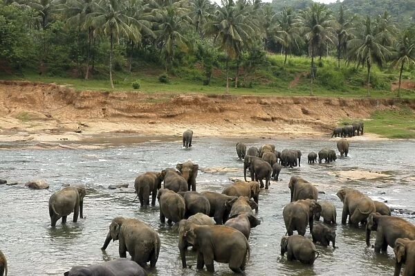Asian Elephant: herd bathing in the river, Elephant Orphanage, Sri Lanka
