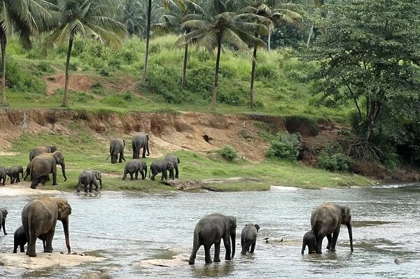 Asian Elephant: herd crossing the river, Elephant Orphanage, Sri Lanka
