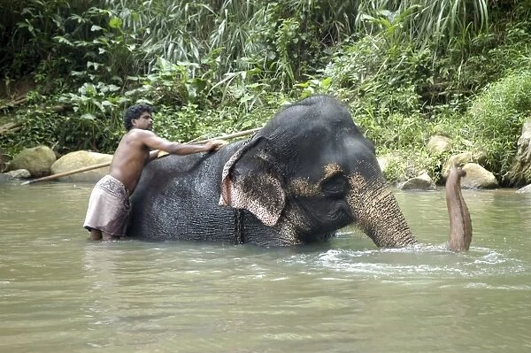 Asian Elephant: mahout bathing his elephant, Sri Lanka