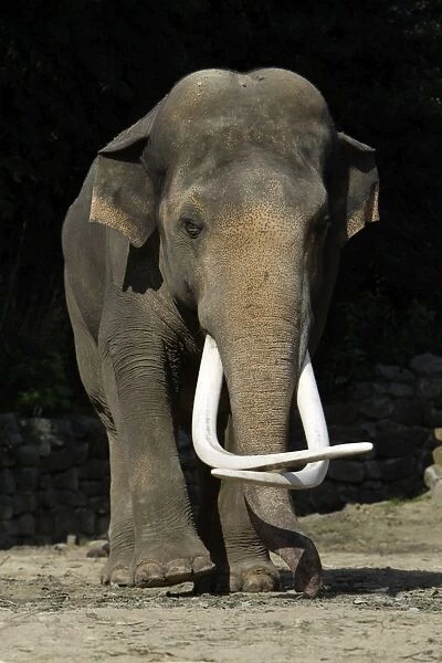 Asian Elephant - mature bull with extremely long tusks, Emmen, Holland