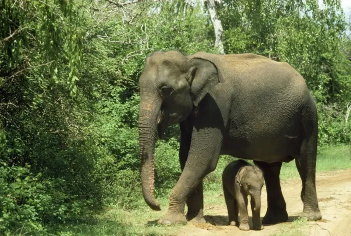 Framed Print : Asian Elephant - mother & baby Sri Lanka