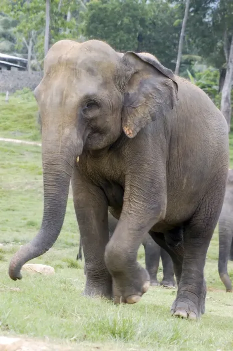 Framed Print : Asian Elephant - Orphanage - Sri Lanka Framed Print : Asian Elephant - Orphanage - Sri Lanka