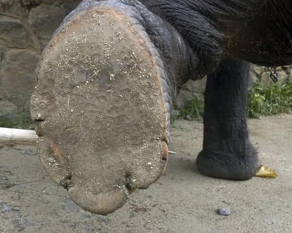Asian Elephant: right hindfoot raised to show sole, Sri Lanka