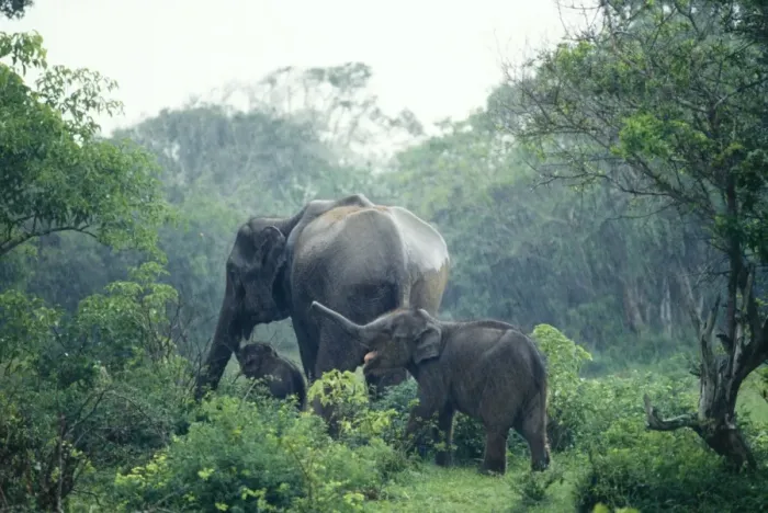 Framed Print : Asian Elephant Sri Lanka Framed Print : Asian Elephant Sri Lanka