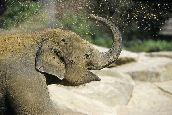 Asian Elephant - young animal blowing sand through trunk, Emmen, Holland