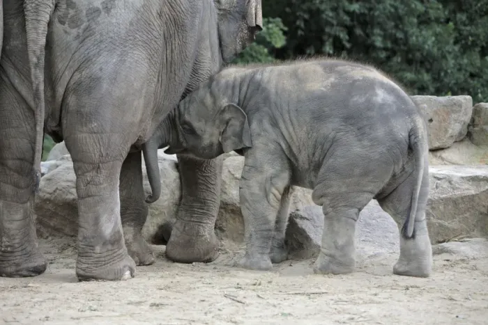 Framed Print : Asian Elephant - Young animal playing with mother, Emmen, Holland