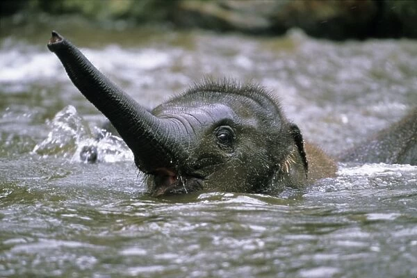 Asian Elephant - young animal playing in water, Emmen, Holland