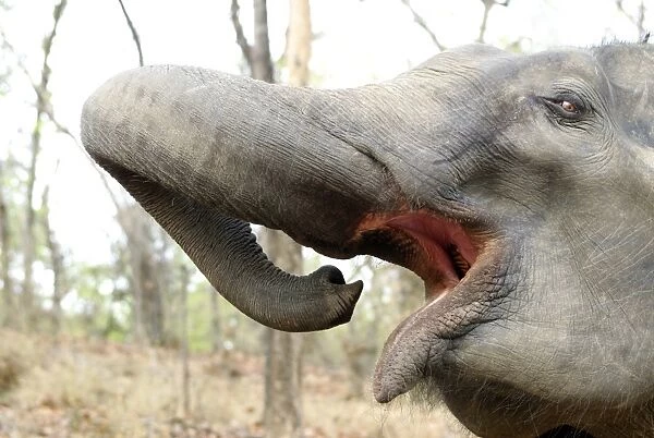 Asian  /  Indian Elephant. Bandhavgarh National Park - India