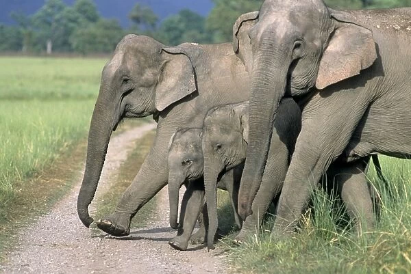 Asian  /  Indian Elephant family crossing the jungle track, Corbett National Park, India
