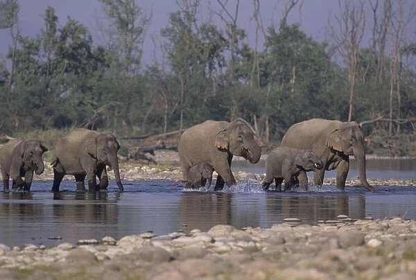 Asian  /  Indian Elephant family crossing the river Ramganga Corbett National Park, India
