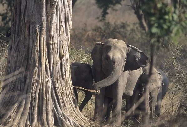 Asian  /  Indian Elephant striping the bark Corbett National Park, India