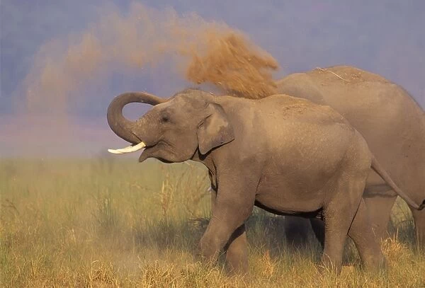 Asian  /  Indian Elephant taking dust bath, Corbett National Park, India
