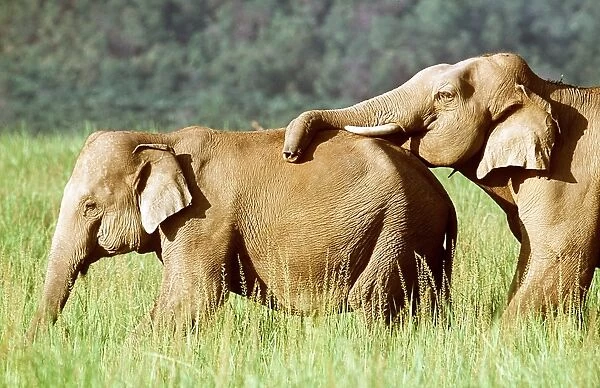 ASIAN  /  INDIAN ELEPHANT - Trunk on back