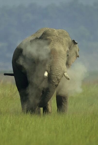 Asian  /  Indian Elephant (Tusker) dust-bathing Corbett National Park, India