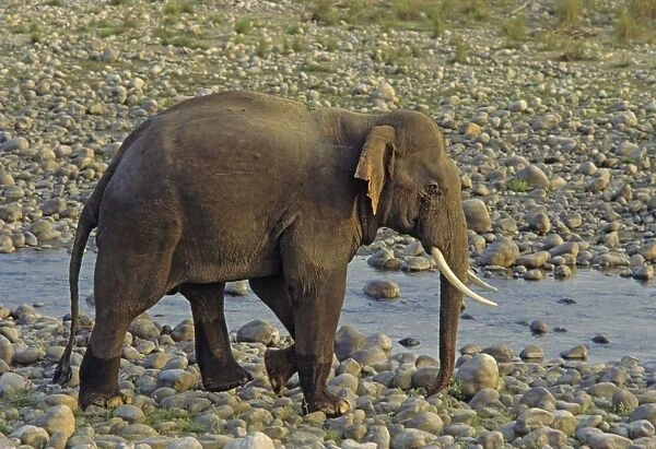 Asian  /  Indian Elephant (Tusker) on the riverbed of river Ramganga, Keoladeo National Park, India