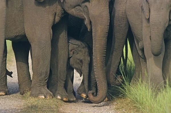 Asian  /  Indian Elephant - Young under the caring shadow of adults, Corbett National Park, India
