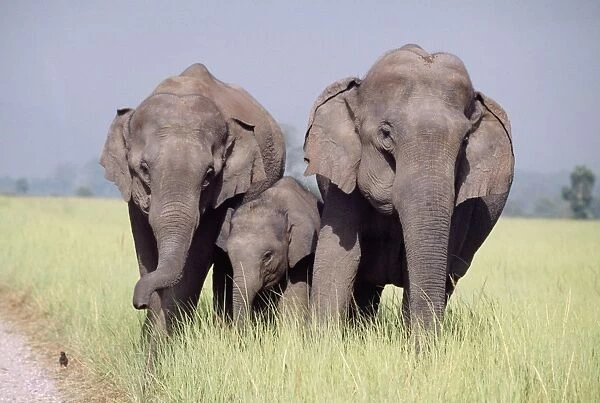 Asian  /  Indian Elephant - with young ones. Corbett National Park, India