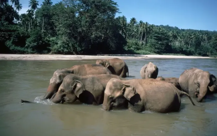 Framed Print : Asian  /  Indian Elephants- bathing in river, Sri Lanka