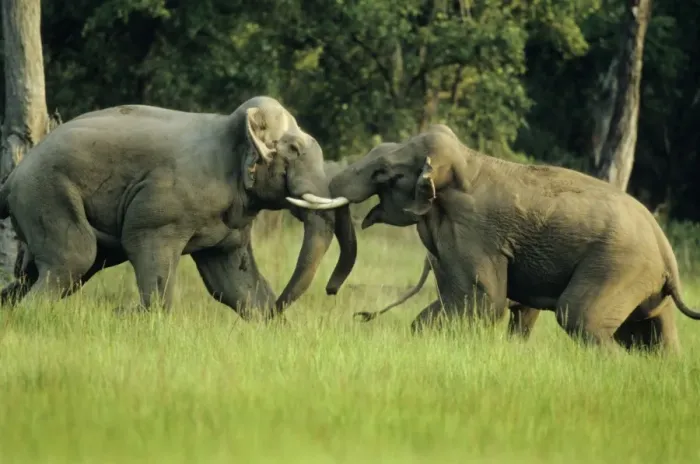 Framed Print : Asian / Indian Elephants - Big bulls fighting, Corbett National Park, India Framed Print : Asian / Indian Elephants - Big bulls fighting, Corbett National Park, India