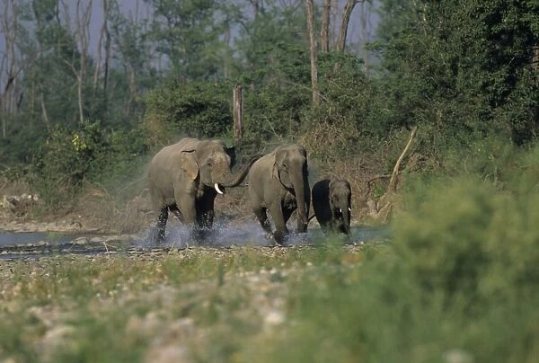 Asian  /  Indian Elephants galloping in the river Ramganga Corbett National Park, India