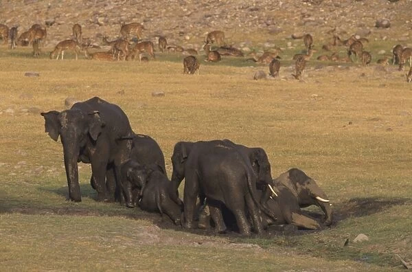 Asian  /  Indian Elephants mud-wallowing Corbett National Park, India