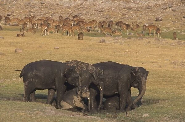 Asian  /  Indian elephants mud-wallowing Corbett National Park, India