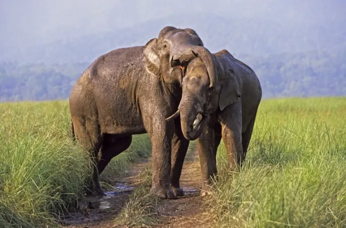 Framed Print : Asian / Indian Elephants (Tuskers) playing, Keoladeo National Park, India Framed Print : Asian / Indian Elephants (Tuskers) playing, Keoladeo National Park, India